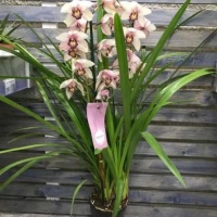 Орхидея цимбидиум микс