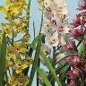 Орхидея цимбидиум микс