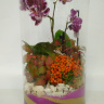 Флорариум с Орхидеей 