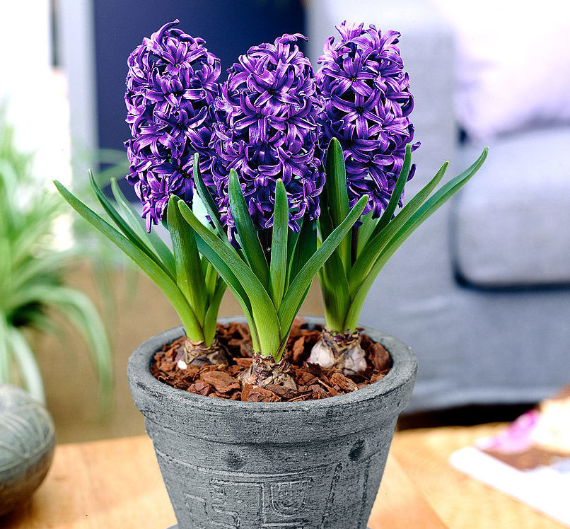 Гиацинт Hyacinthus Mix