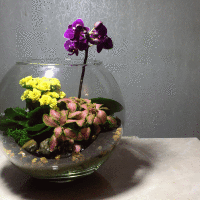 Флорариум из орхидеи