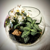 Флорариум с орхидеей фиттонией и папоротником